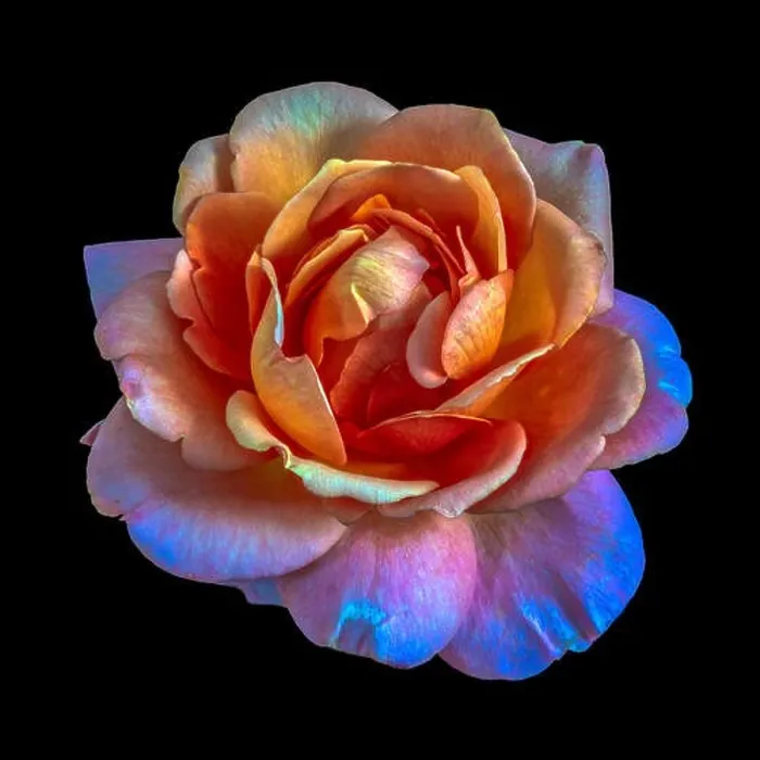 Framed Print : Colorful shimmering fine art still life floral macro of a single isolated rainbow colored open rose blossom Framed Print : Colorful shimmering fine art still life floral macro of a single isolated rainbow colored open rose blossom