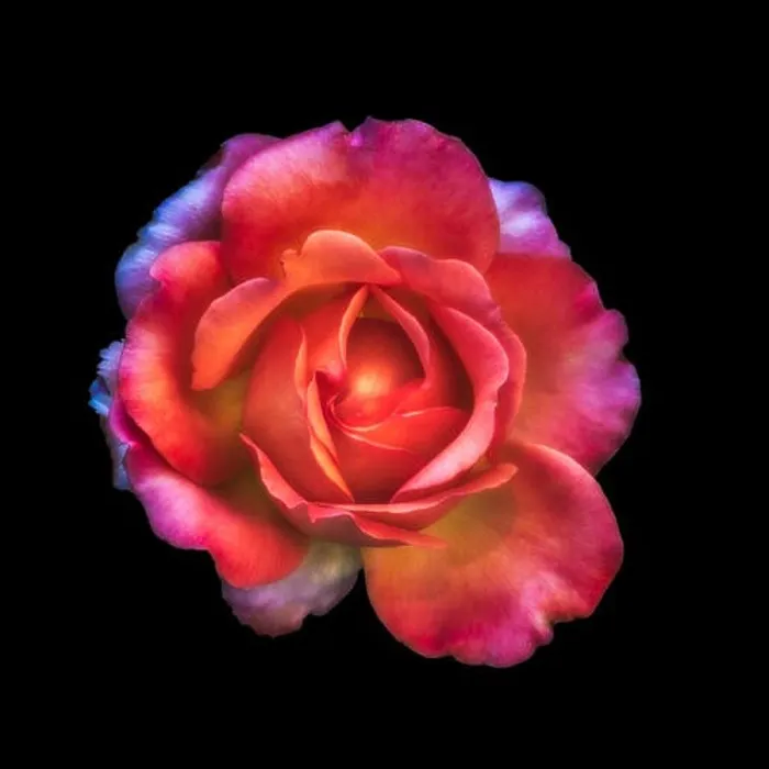 Framed Print : Colorful shimmering fine art still life floral macro of a single isolated red colored open rose blossom Framed Print : Colorful shimmering fine art still life floral macro of a single isolated red colored open rose blossom