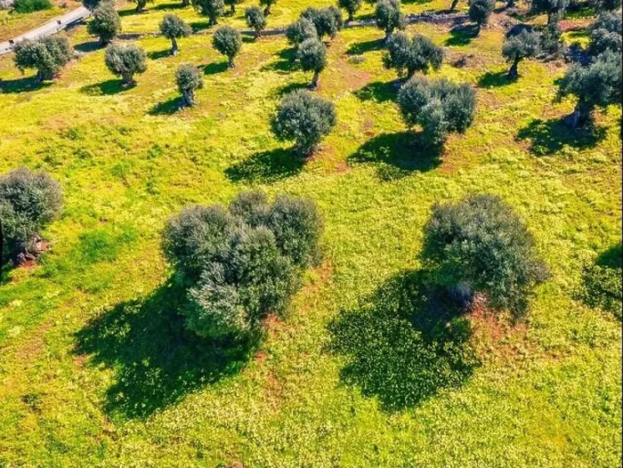 Framed Print : Colorful spring view straight-down from flying drone of olive garden Framed Print : Colorful spring view straight-down from flying drone of olive garden