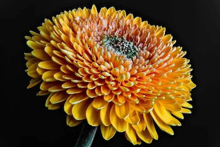 Framed Print : Colorful sunlit gerbera blossom in optimistic happy open minded mood Framed Print : Colorful sunlit gerbera blossom in optimistic happy open minded mood