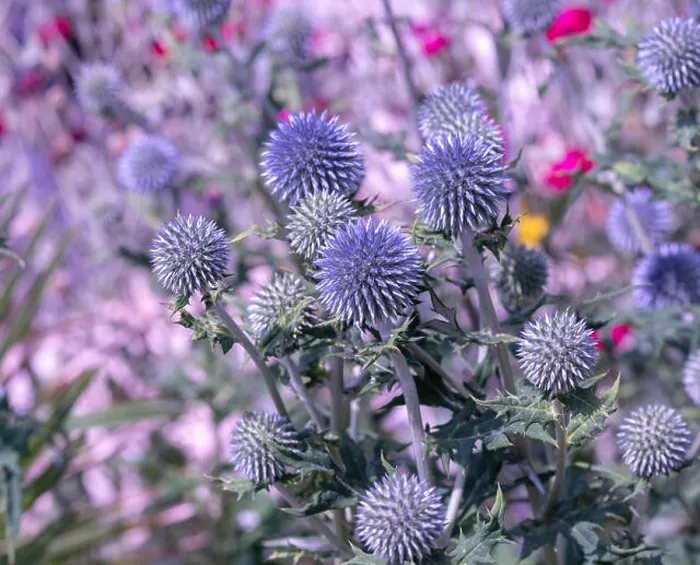 Framed Print : Colorful surrealistic floral outdoor close up of globe thistles with a field / meadow as natural blurred background Framed Print : Colorful surrealistic floral outdoor close up of globe thistles with a field / meadow as natural blurred background