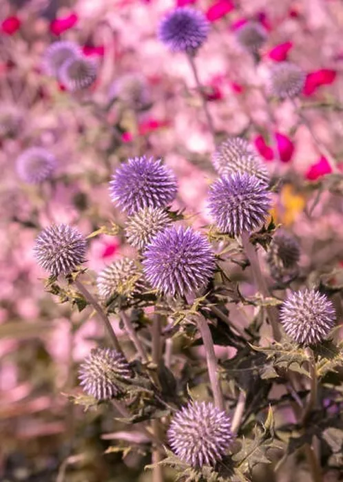 Framed Print : Colorful surrealistic floral outdoor close up of globe thistles with a field / meadow as natural blurred background Framed Print : Colorful surrealistic floral outdoor close up of globe thistles with a field / meadow as natural blurred background