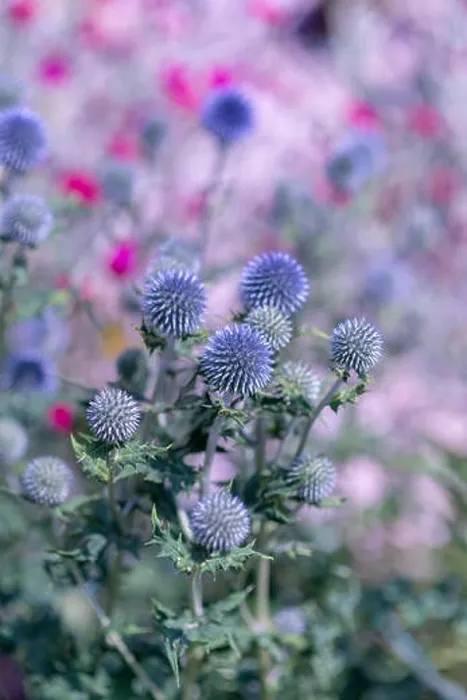 Framed Print : Colorful surrealistic floral outdoor close up of globe thistles with a field  /  meadow as natural blurred background