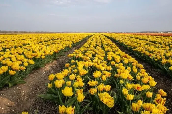 Framed Print : colorful tulip fields in the Netherlands during Spring Framed Print : colorful tulip fields in the Netherlands during Spring
