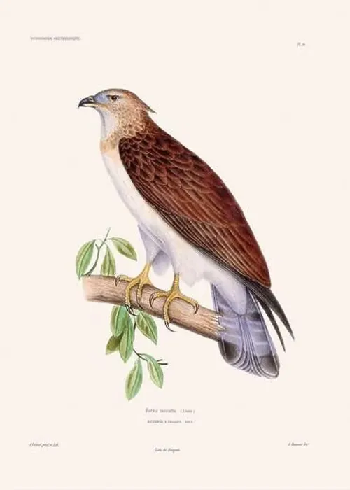 Framed Print : Colorful vintage bird illustration from the mid-19th century. Engraving circa 1849 from a classic bird book Framed Print : Colorful vintage bird illustration from the mid-19th century. Engraving circa 1849 from a classic bird book