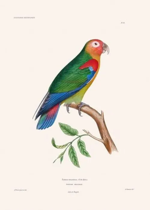 Framed Print : Colorful vintage bird illustration from the mid-19th century. Engraving circa 1849 from a classic bird book Framed Print : Colorful vintage bird illustration from the mid-19th century. Engraving circa 1849 from a classic bird book