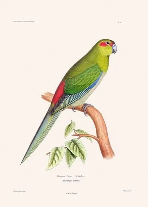 Framed Print : Colorful vintage bird illustration from the mid-19th century. Engraving circa 1849 from a classic bird book Framed Print : Colorful vintage bird illustration from the mid-19th century. Engraving circa 1849 from a classic bird book
