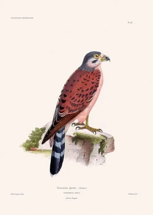 Framed Print : Colorful vintage bird illustration from the mid-19th century. Engraving circa 1849 from a classic bird book Framed Print : Colorful vintage bird illustration from the mid-19th century. Engraving circa 1849 from a classic bird book
