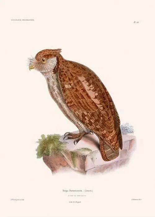 Framed Print : Colorful vintage bird illustration from the mid-19th century. Engraving circa 1849 from a classic bird book Framed Print : Colorful vintage bird illustration from the mid-19th century. Engraving circa 1849 from a classic bird book