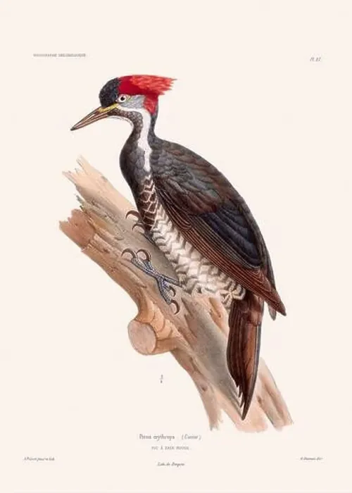 Framed Print : Colorful vintage bird illustration from the mid-19th century. Engraving circa 1849 from a classic bird book Framed Print : Colorful vintage bird illustration from the mid-19th century. Engraving circa 1849 from a classic bird book