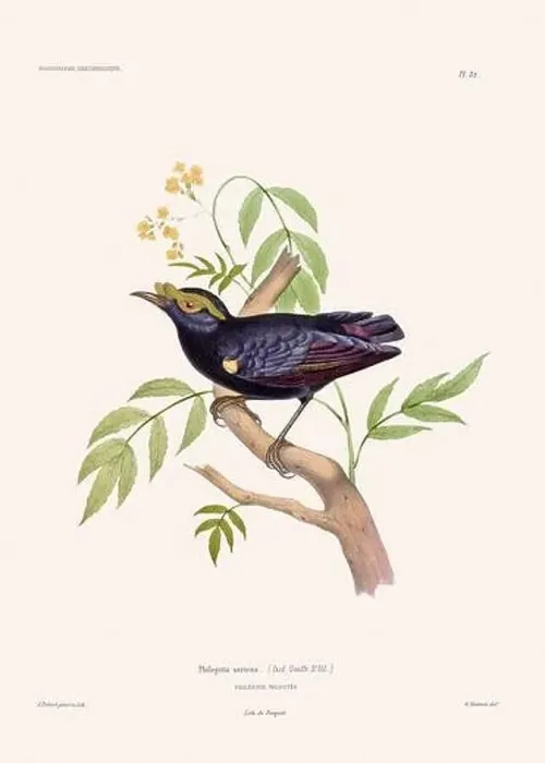 Framed Print : Colorful vintage bird illustration from the mid-19th century. Engraving circa 1849 from a classic bird book Framed Print : Colorful vintage bird illustration from the mid-19th century. Engraving circa 1849 from a classic bird book