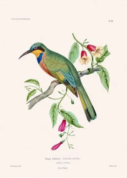 Framed Print : Colorful vintage bird illustration from the mid-19th century. Engraving circa 1849 from a classic bird book Framed Print : Colorful vintage bird illustration from the mid-19th century. Engraving circa 1849 from a classic bird book