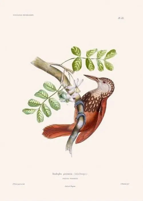 Framed Print : Colorful vintage bird illustration from the mid-19th century. Engraving circa 1849 from a classic bird book Framed Print : Colorful vintage bird illustration from the mid-19th century. Engraving circa 1849 from a classic bird book