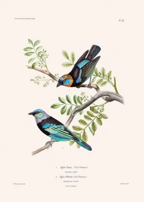 Framed Print : Colorful vintage bird illustration from the mid-19th century. Engraving circa 1849 from a classic bird book Framed Print : Colorful vintage bird illustration from the mid-19th century. Engraving circa 1849 from a classic bird book