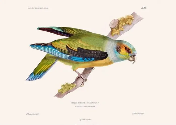 Framed Print : Colorful vintage bird illustration from the mid-19th century. Engraving circa 1849 from a classic bird book Framed Print : Colorful vintage bird illustration from the mid-19th century. Engraving circa 1849 from a classic bird book