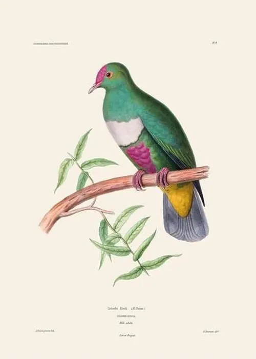 Framed Print : Colorful vintage bird illustration from the mid-19th century. Engraving circa 1849 from a classic bird book Framed Print : Colorful vintage bird illustration from the mid-19th century. Engraving circa 1849 from a classic bird book
