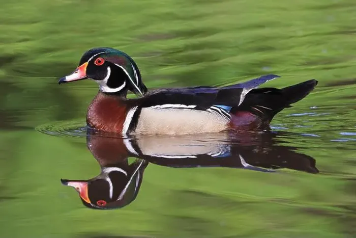 Framed Print : Colorful Wood Duck with reflection on the lake, Quebec, Canada Framed Print : Colorful Wood Duck with reflection on the lake, Quebec, Canada