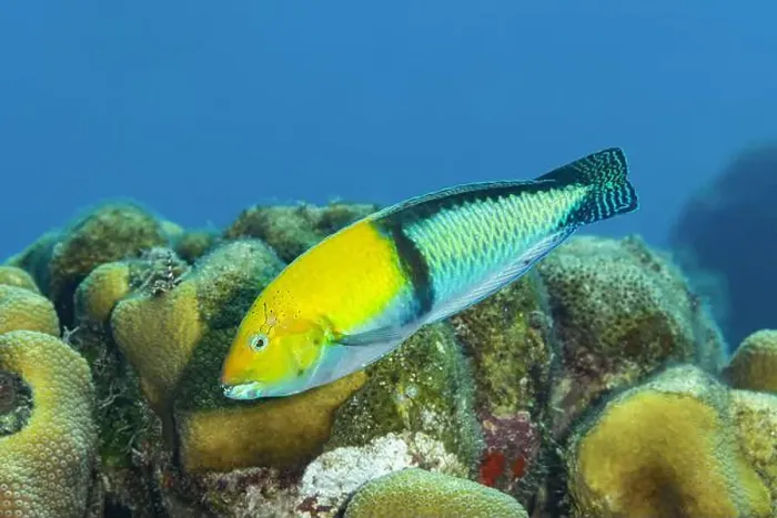 Framed Print : A colorful Yellowhead wrasse or Halichoeres garnoti swimming over coral reefs in Bonaire waters Framed Print : A colorful Yellowhead wrasse or Halichoeres garnoti swimming over coral reefs in Bonaire waters