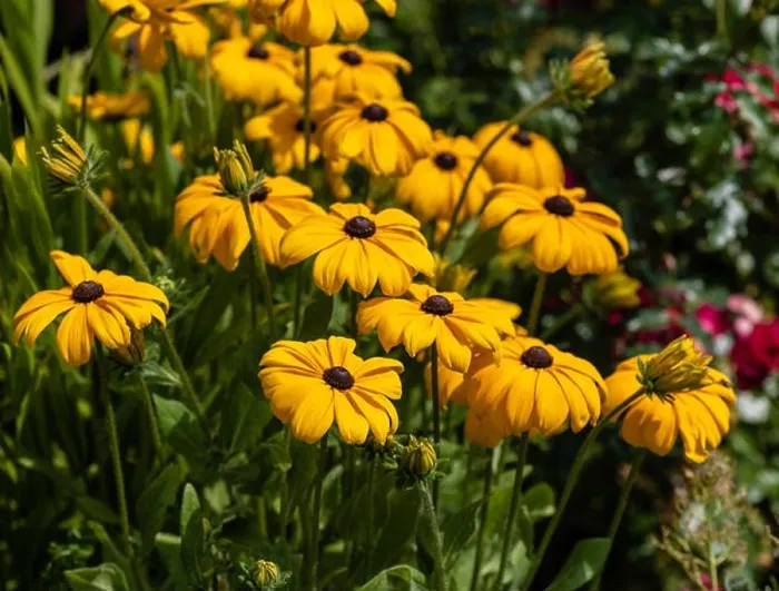 Framed Print : Colorrful outdoor floral macro image of a blooming orange coneflowers / sullivant's coneflower field taken on a sunny Framed Print : Colorrful outdoor floral macro image of a blooming orange coneflowers / sullivant's coneflower field taken on a sunny