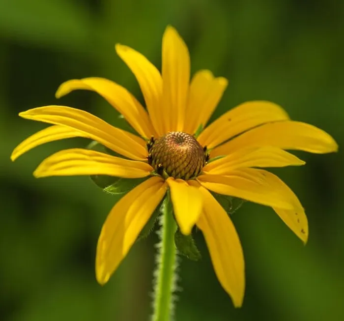 Framed Print : Colorrful outdoor floral macro image of a single isolated blooming yellow / perennial coneflowers on a sunny bright Framed Print : Colorrful outdoor floral macro image of a single isolated blooming yellow / perennial coneflowers on a sunny bright