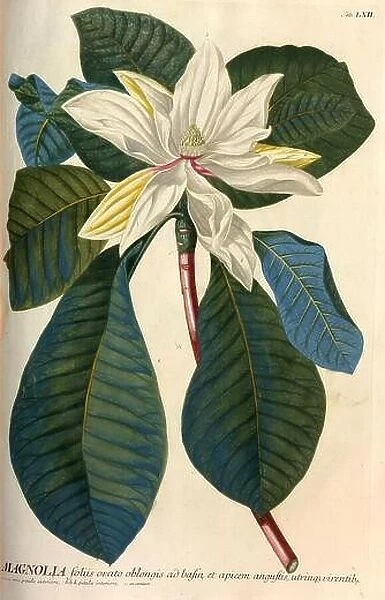 Coloured Copperplate engraving of a Flowering Magnolia tree from hortus nitidissimus by Christoph Jakob Trew (Nuremberg 1750-1792)