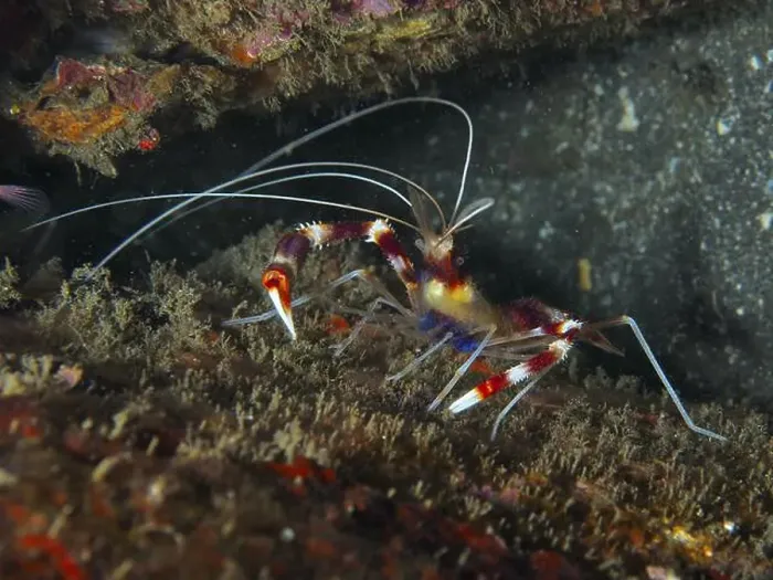 Framed Print : Colourful Banded Coral Shrimp (Stenopus hispidus) moving on a dark seabed Framed Print : Colourful Banded Coral Shrimp (Stenopus hispidus) moving on a dark seabed