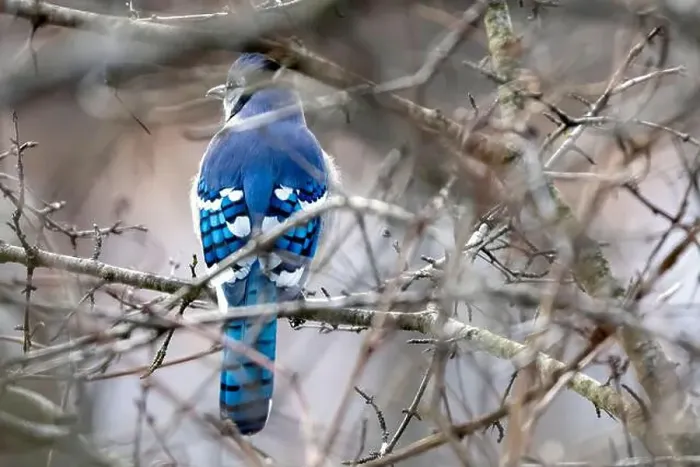 Framed Print : A colourful Blue Jay perched in a thicket in Southwestern Ontario, Canada Framed Print : A colourful Blue Jay perched in a thicket in Southwestern Ontario, Canada