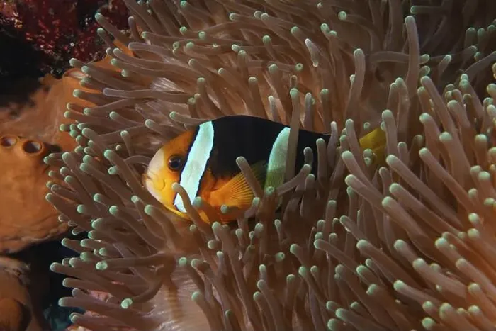 Framed Print : A colourful Clark's anemonefish (Amphiprion clarkii) hides protected in a sea anemone Framed Print : A colourful Clark's anemonefish (Amphiprion clarkii) hides protected in a sea anemone