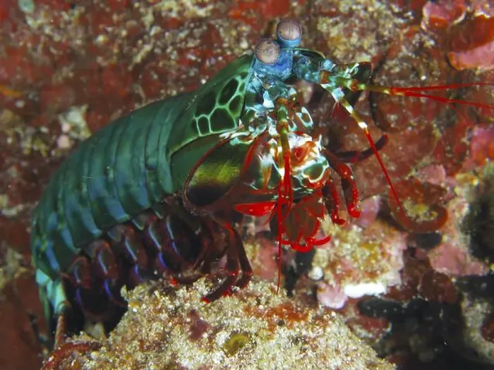 Framed Print : Colourful clown mantis shrimp (Odontodactylus scyllarus) on a coral reef Framed Print : Colourful clown mantis shrimp (Odontodactylus scyllarus) on a coral reef