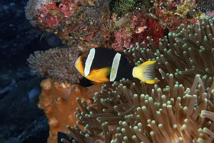 Framed Print : A colourful clownfish, Clark's anemonefish (Amphiprion clarkii) Framed Print : A colourful clownfish, Clark's anemonefish (Amphiprion clarkii)