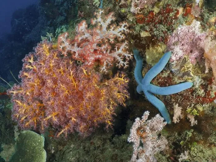 Framed Print : Colourful coral reef with blue starfish (blue Linckia laevigata) in the sea Framed Print : Colourful coral reef with blue starfish (blue Linckia laevigata) in the sea