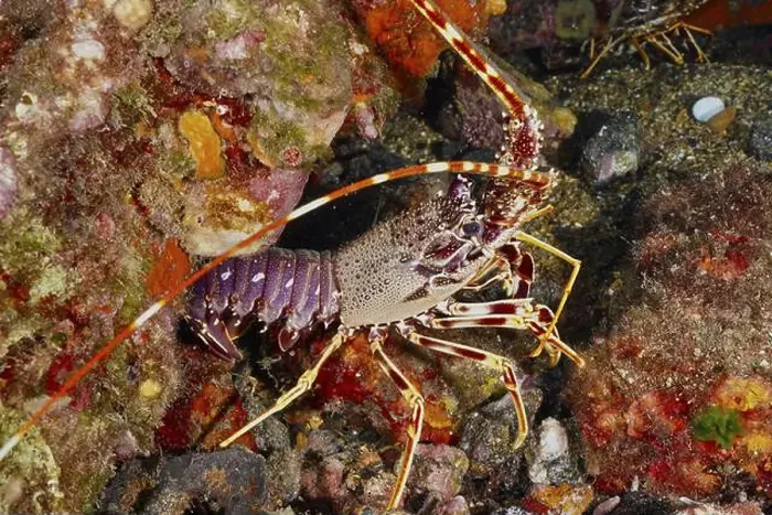 Framed Print : A colourful European spiny crayfish (Palinurus elephas) Framed Print : A colourful European spiny crayfish (Palinurus elephas)