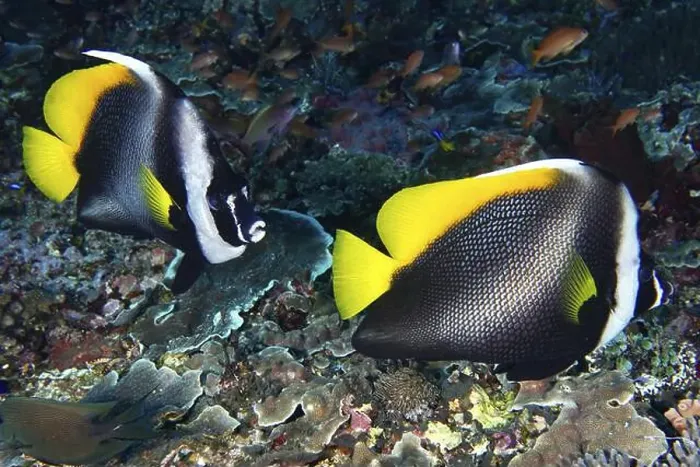Framed Print : Two colourful fish, Malayan bannerfish (Heniochus singularius) Framed Print : Two colourful fish, Malayan bannerfish (Heniochus singularius)