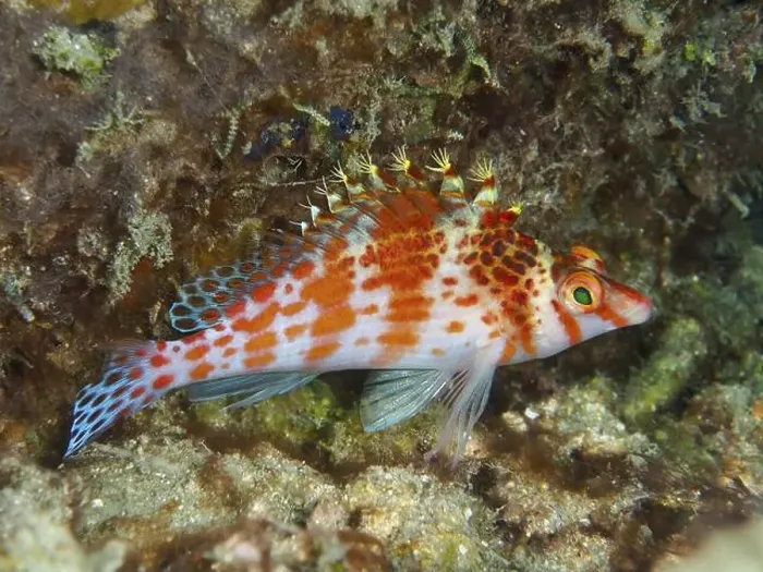 Framed Print : Colourful fish with red spots, Dwarf Hawkfish (Cirrhitichthys falco) Framed Print : Colourful fish with red spots, Dwarf Hawkfish (Cirrhitichthys falco)