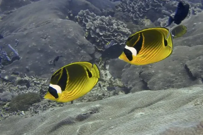 Framed Print : Two colourful fish, tobacco butterflyfish (Chaetodon fasciatus) Framed Print : Two colourful fish, tobacco butterflyfish (Chaetodon fasciatus)