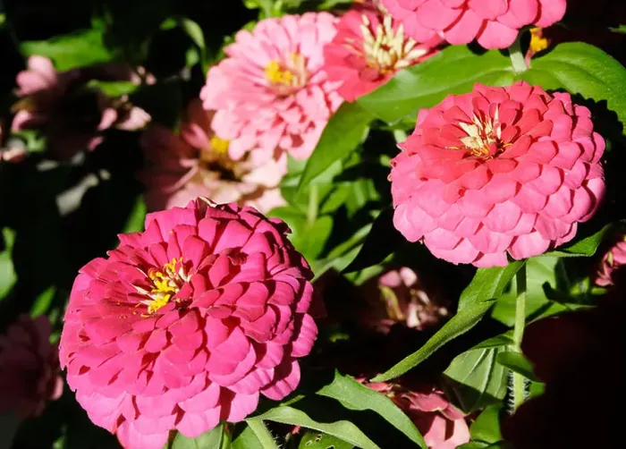 Framed Print : Colourful flowers of Cinia flowers Framed Print : Colourful flowers of Cinia flowers