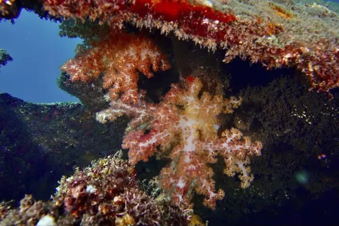 Framed Print : Colourful Klunzinger's tree coral (Dendronephthya klunzingeri) in a wreck Framed Print : Colourful Klunzinger's tree coral (Dendronephthya klunzingeri) in a wreck