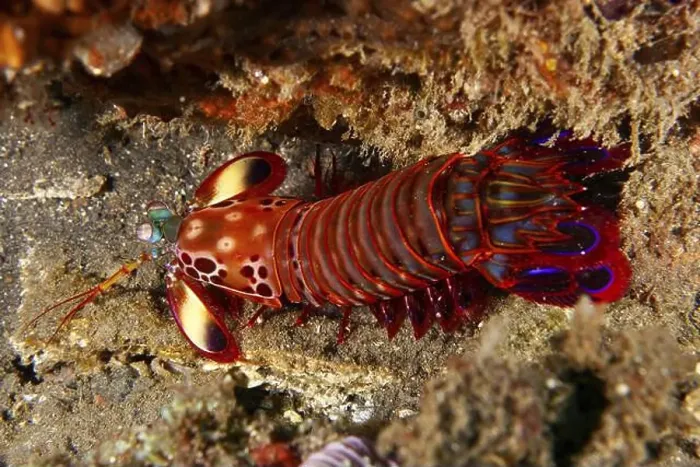 Framed Print : Colourful mantis shrimp with bright red colours Framed Print : Colourful mantis shrimp with bright red colours