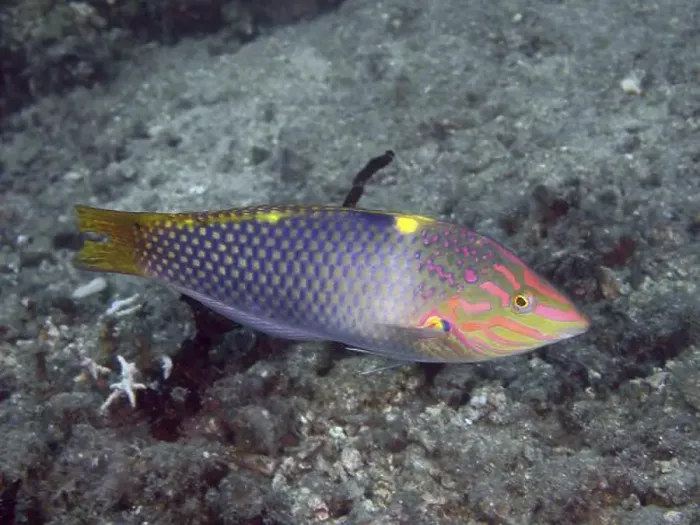 Framed Print : Colourful patterned fish, checkerboard junker (Halichoeres hortulanus) Framed Print : Colourful patterned fish, checkerboard junker (Halichoeres hortulanus)