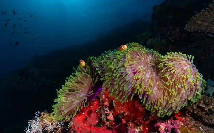 Framed Print : Colourful sea anemone in bright soft coral reef showcasing its symbiotic relationship