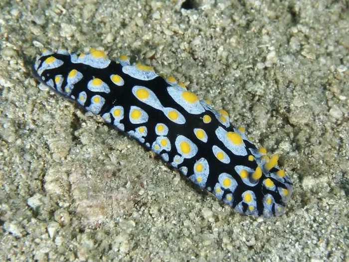 Framed Print : Colourful sea creature with blue-yellow pattern Framed Print : Colourful sea creature with blue-yellow pattern