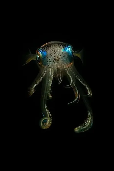 Framed Print : Colourful squid at night, Lembeh Strait, North Sulawesi, Indonesia