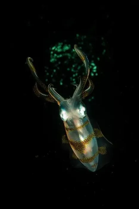 Framed Print : Colourful squid at night, Lembeh Strait, North Sulawesi, Indonesia Framed Print : Colourful squid at night, Lembeh Strait, North Sulawesi, Indonesia