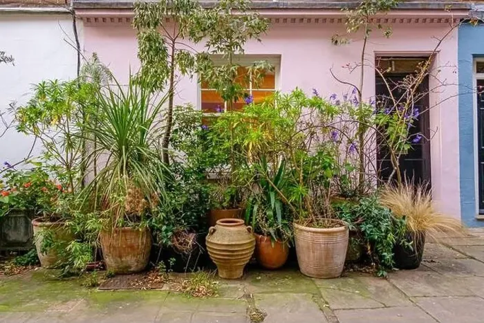 Framed Print : Colourful terraced cottage with display of potted plants, central London, UK Framed Print : Colourful terraced cottage with display of potted plants, central London, UK