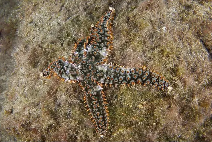 Framed Print : A colourful white starfish (Coscinasterias tenuispina) with orange details on a sandy bottom Framed Print : A colourful white starfish (Coscinasterias tenuispina) with orange details on a sandy bottom