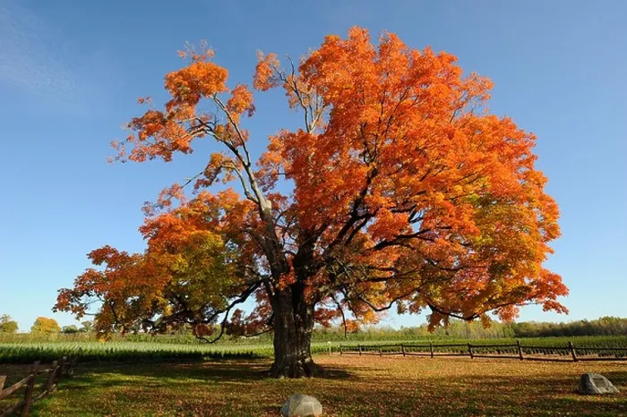 Framed Print : Comfort Sugar Maple Tree Oldest in Canada 500 years old Pelham Ontario Niagara Region Framed Print : Comfort Sugar Maple Tree Oldest in Canada 500 years old Pelham Ontario Niagara Region
