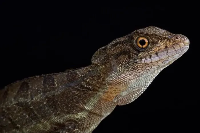 Framed Print : Common basilisk (Basiliscus basiliscus) Framed Print : Common basilisk (Basiliscus basiliscus)