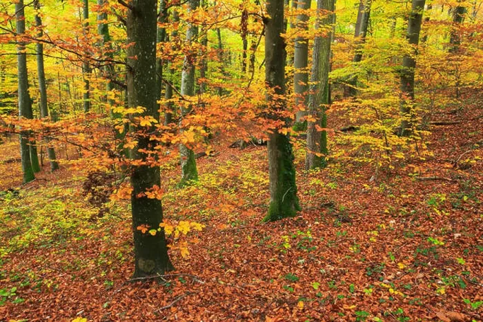 Framed Print : common beech (Fagus sylvatica), beech wood in autumn, Switzerland Framed Print : common beech (Fagus sylvatica), beech wood in autumn, Switzerland