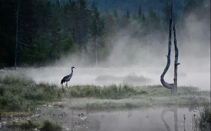 Framed Print : Common crane (Grus grus) in morning mist at lake in Telemark, Norway Framed Print : Common crane (Grus grus) in morning mist at lake in Telemark, Norway