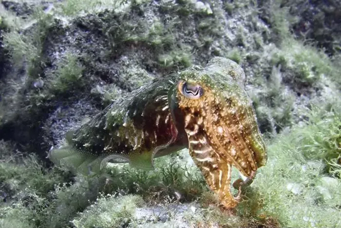 Framed Print : Common cuttlefish (Sepia officinalis) camouflages itself in the greenish underwater area